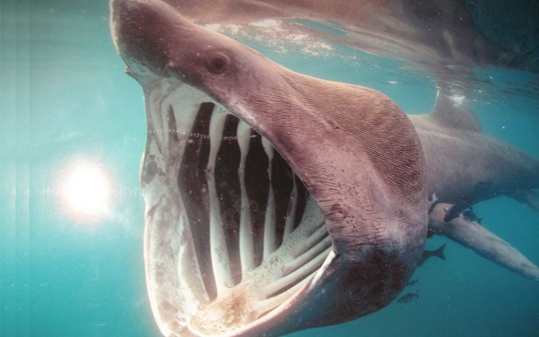 Basking Shark - Shark Facts and Information