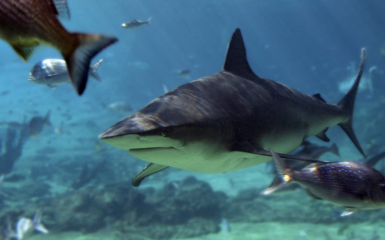 Bull Shark - Shark Facts and Information