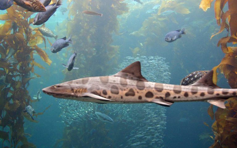Shark Anatomy - Shark Facts and Information