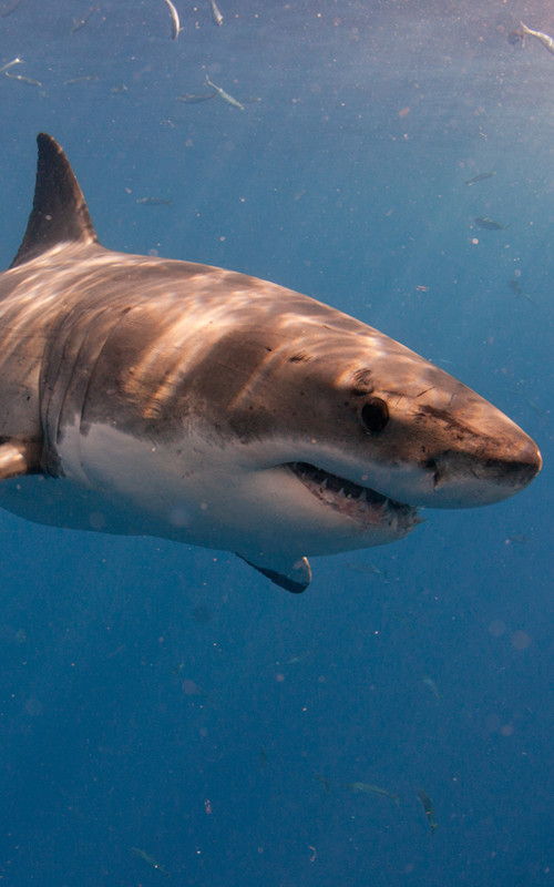 Facts about Sharks - Shark Facts and Information