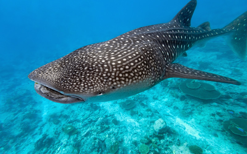 Whale Shark - Shark Facts and Information